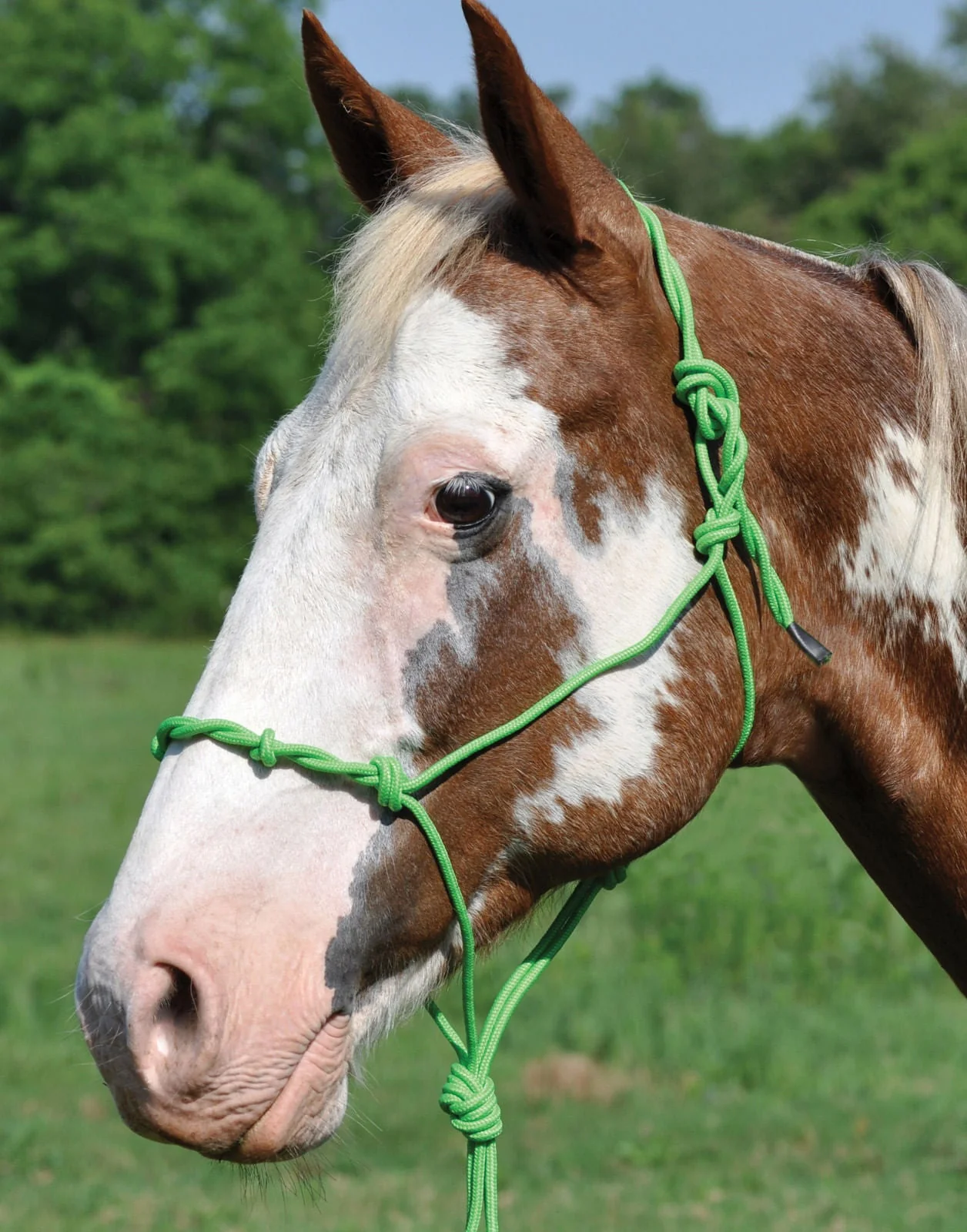 Twisted Poly Rope Halter - Pet's Shop