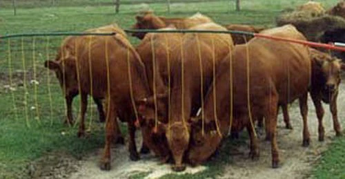 Drive-Thru Electric Adjustable Gate (& Replacement Parts) - Pet's Shop