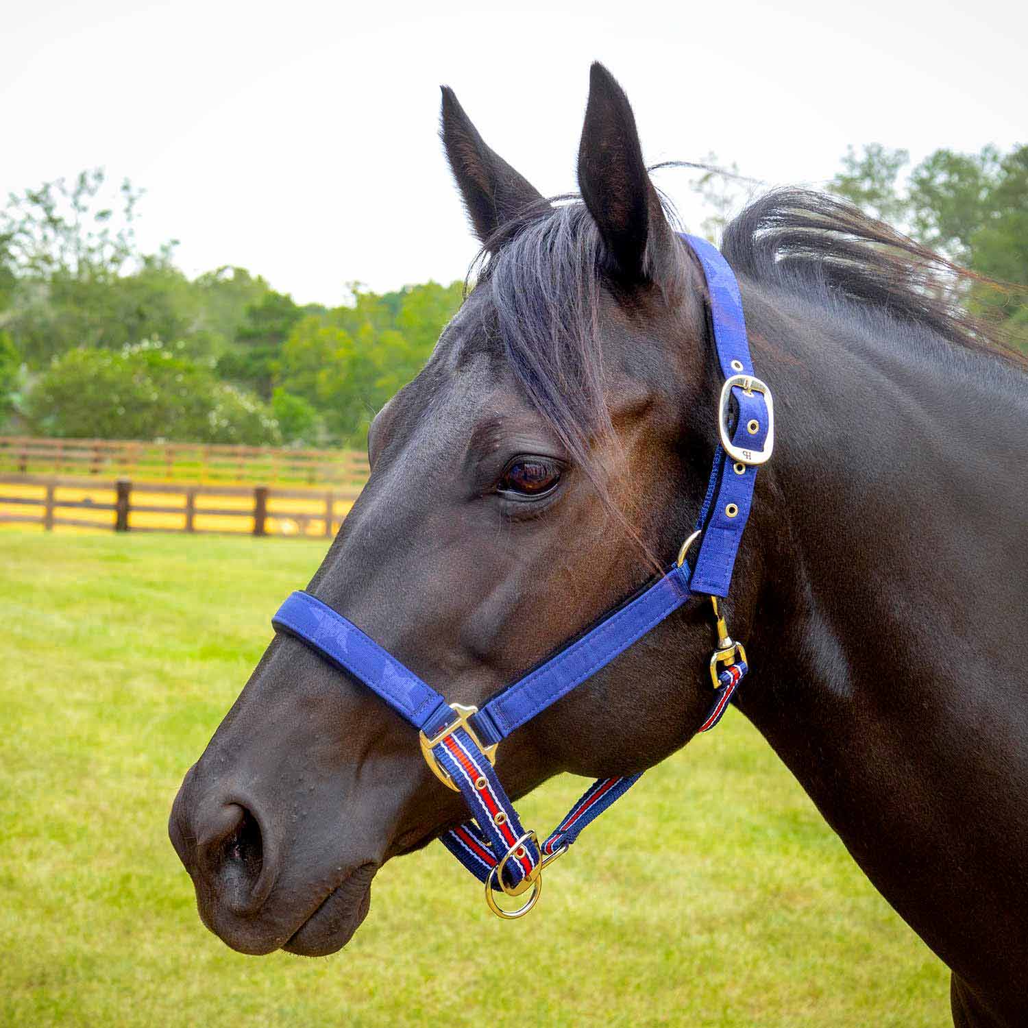 Poplar Head Nylon Horse Halter & Lead Matching Set, Full Size - Pet's Shop
