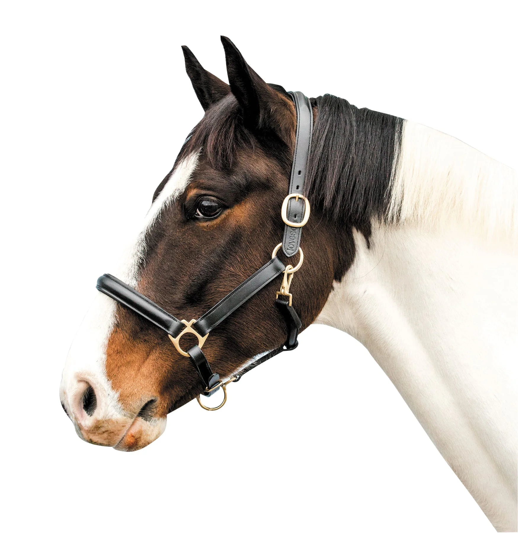 Loveson Leather Horse Halter - Pet's Shop