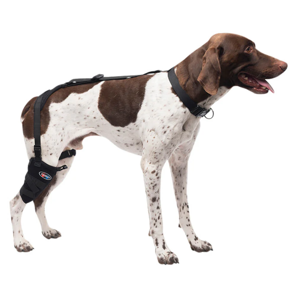 Caldera Pet Therapy Short Stifle Wrap with Therapy Gel, Medium - Pet's Shop