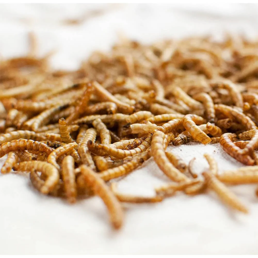 Happy Hen Treats MealWorm Frenzy for Chickens - Pet's Shop