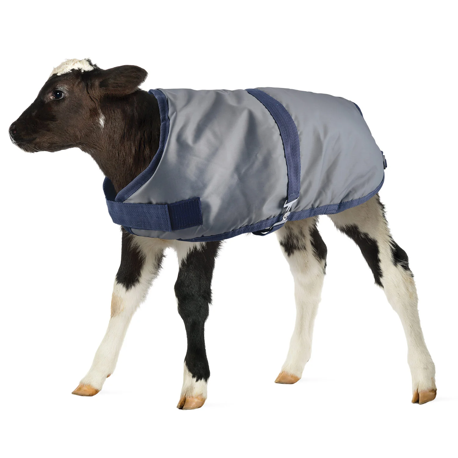 Kozee Kalf Insulated Calf Blanket, 600 Denier - Pet's Shop