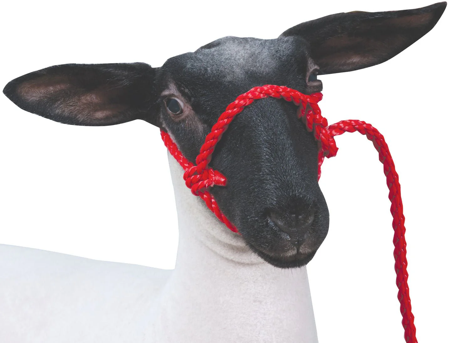 Weaver Leather Sheep & Goat Poly Rope Halter - Pet's Shop