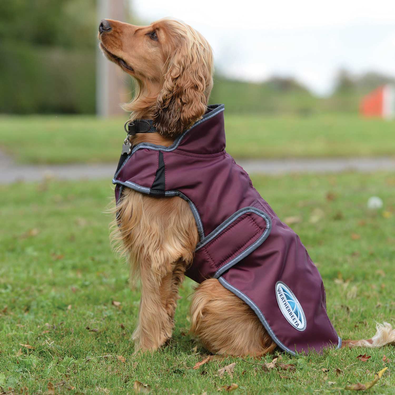 WeatherBeeta ComFITec Windbreaker Free Deluxe Dog Coat, Maroon/Gray/White - Pet's Shop