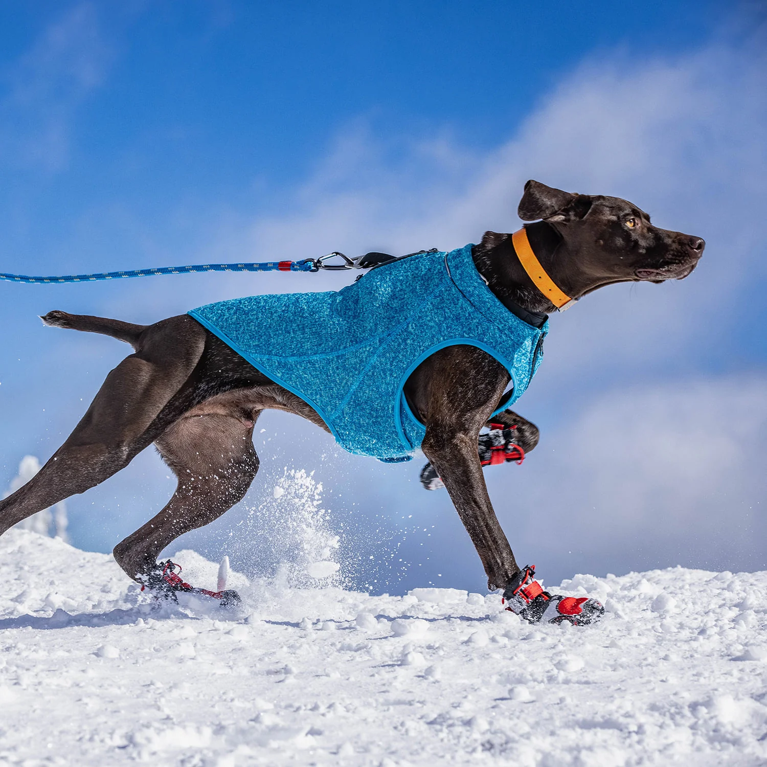 Kurgo K9 Core Sweater - Pet's Shop