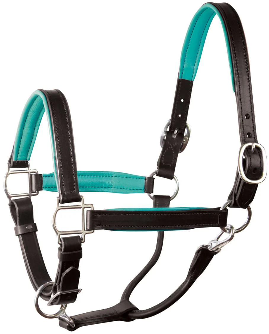 Perri's Soft Padded Leather Halter, Black/Turquoise - Pet's Shop