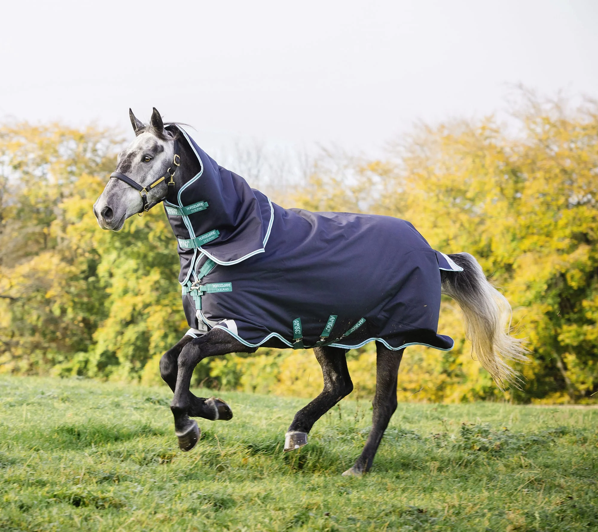 Amigo Bravo 12 Plus Horse Turnout Blanket with 250 gram fill, Navy/Aqua - Pet's Shop