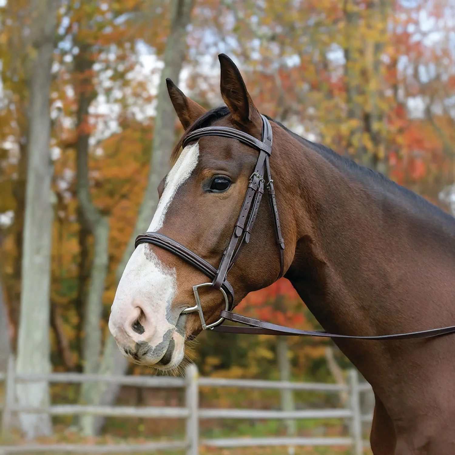 Avignon Nashville Bridle - Pet's Shop