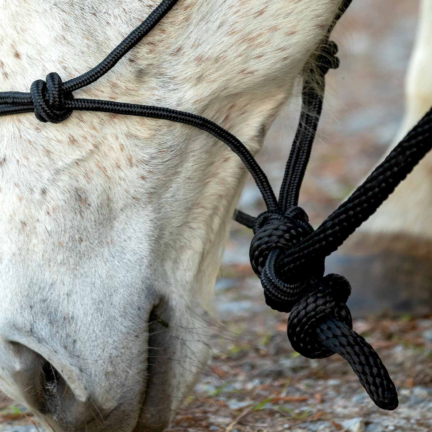 Poly Braided Rope Horse Halter with Lead - Pet's Shop