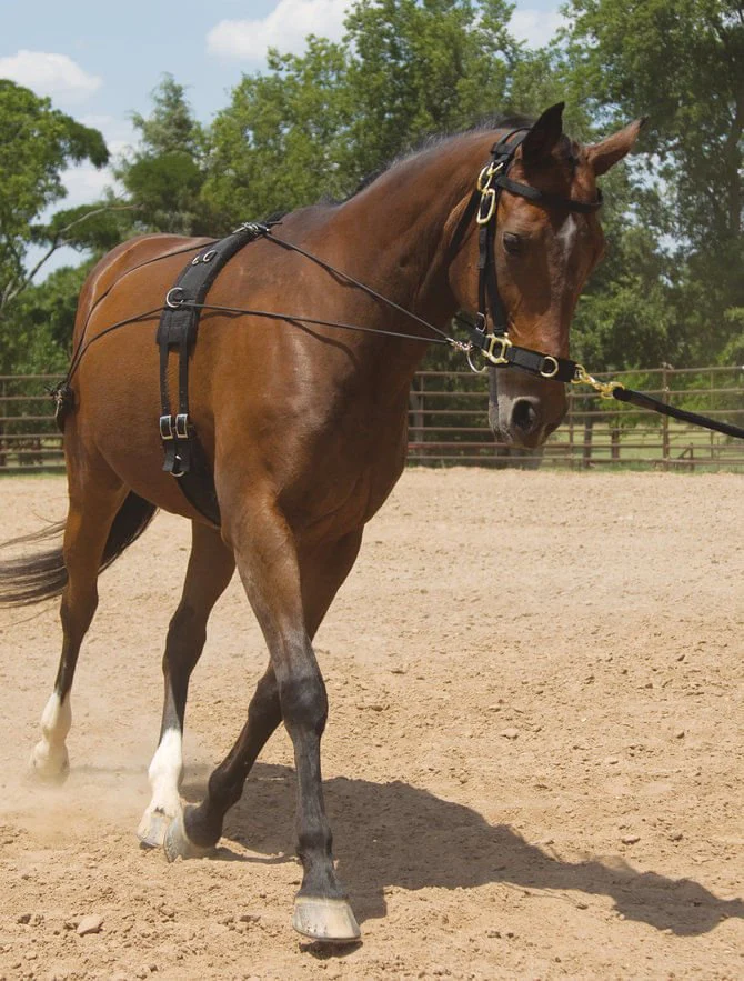 Balanced Training Set - Pet's Shop