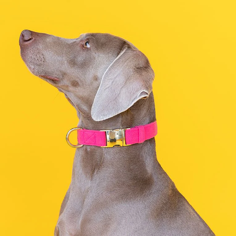 Pink Papyrus Antoinette Collar, Pink - Pet's Shop