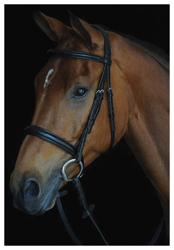 Collegiate Comfort Crown Padded Raised Cavesson Bridle - Pet's Shop