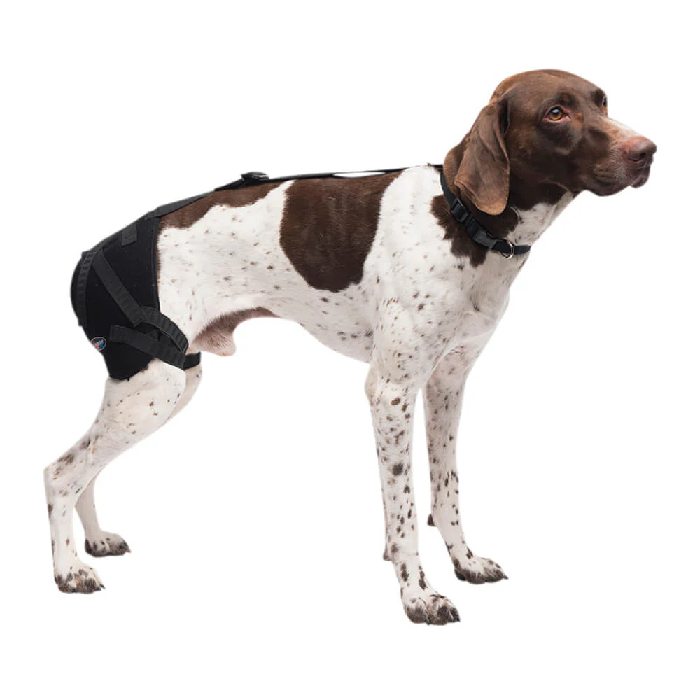 Caldera Pet Therapy Hip Wrap with Therapy Gel - Pet's Shop