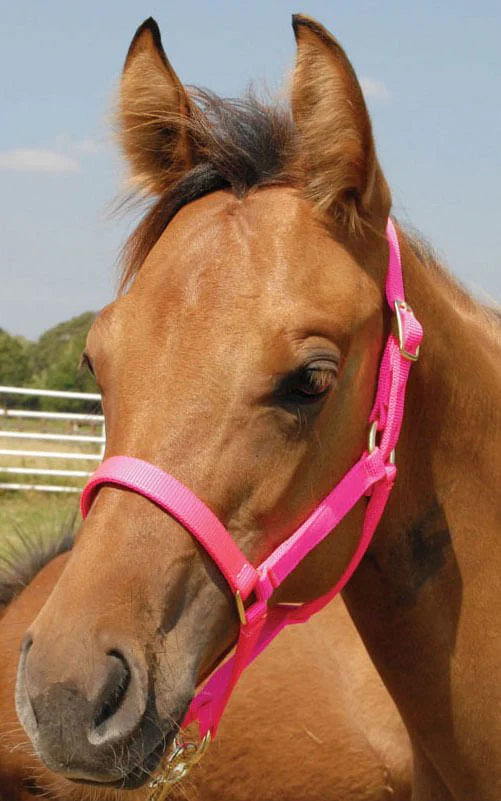 Nylon Foal & Pony Halter - Pet's Shop