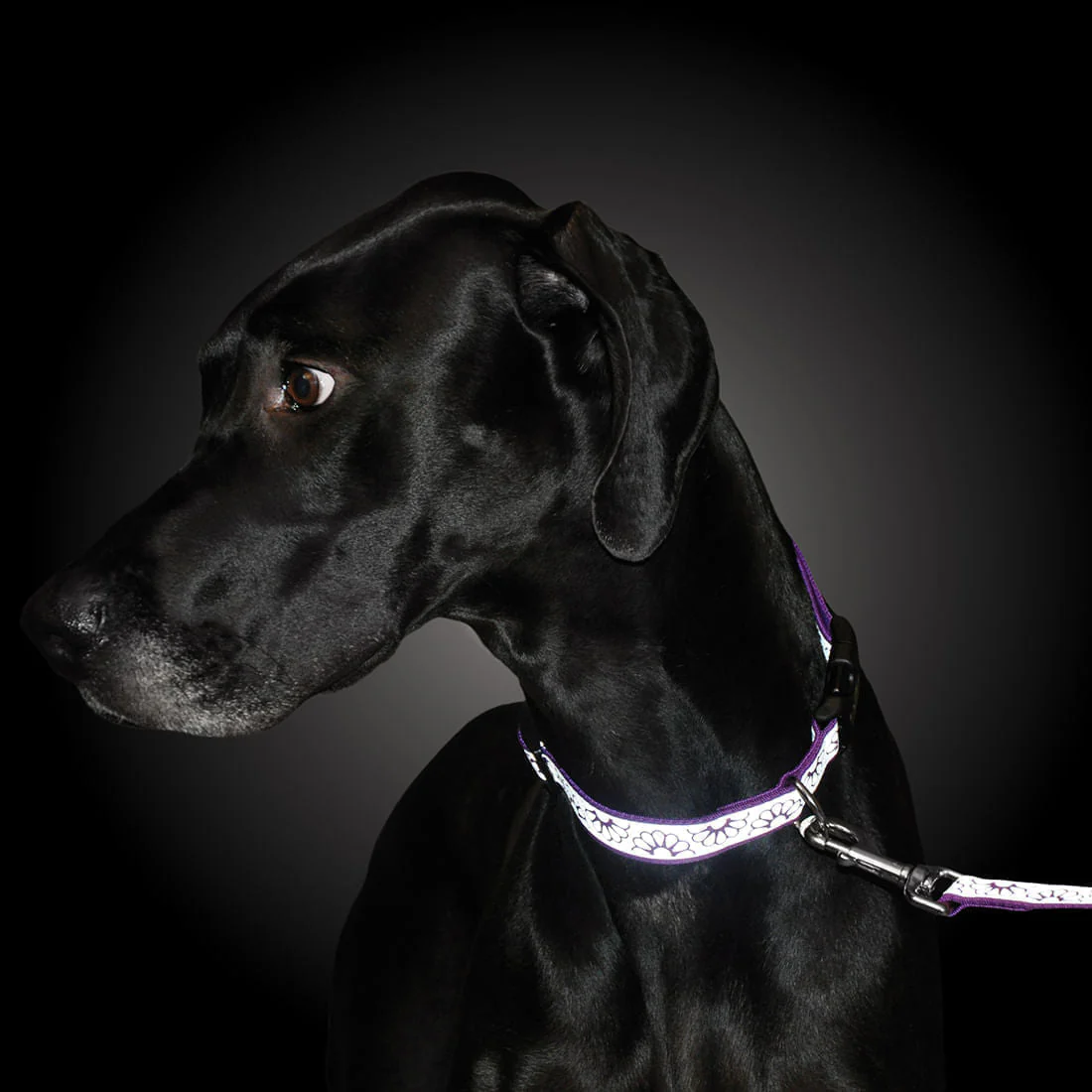 Lazer Brite Dog Collar, 12