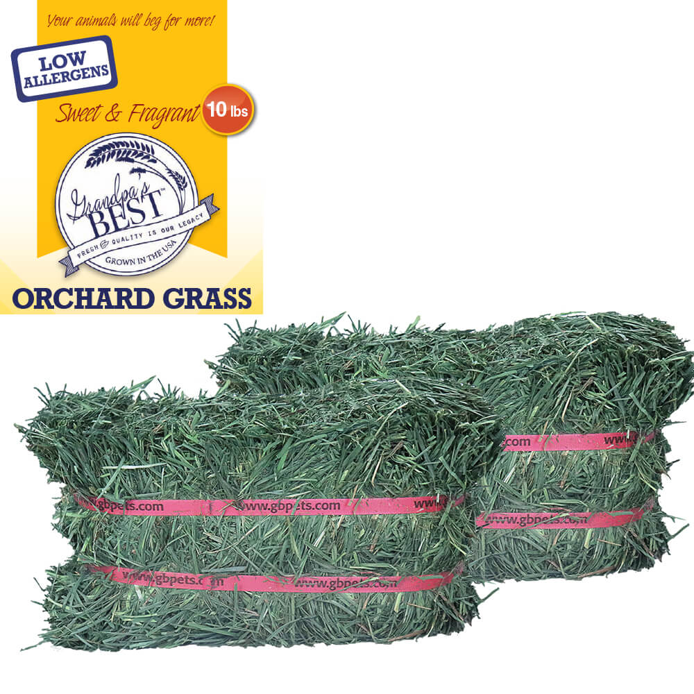 Grandpa's Best Orchard Grass Bale - Pet's Shop