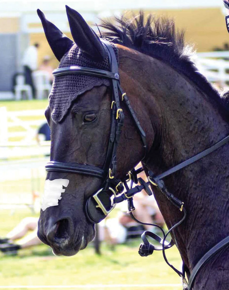 Flair Nasal Strips - Pet's Shop