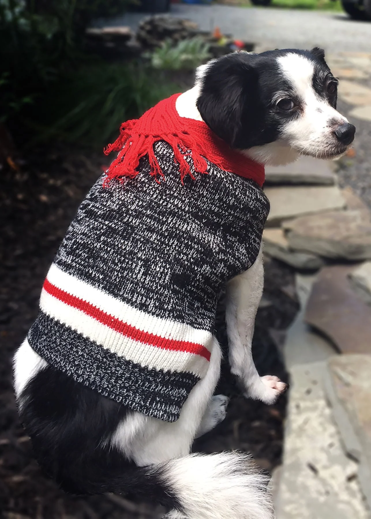 Twisted Yarn Dog Sweater - Pet's Shop