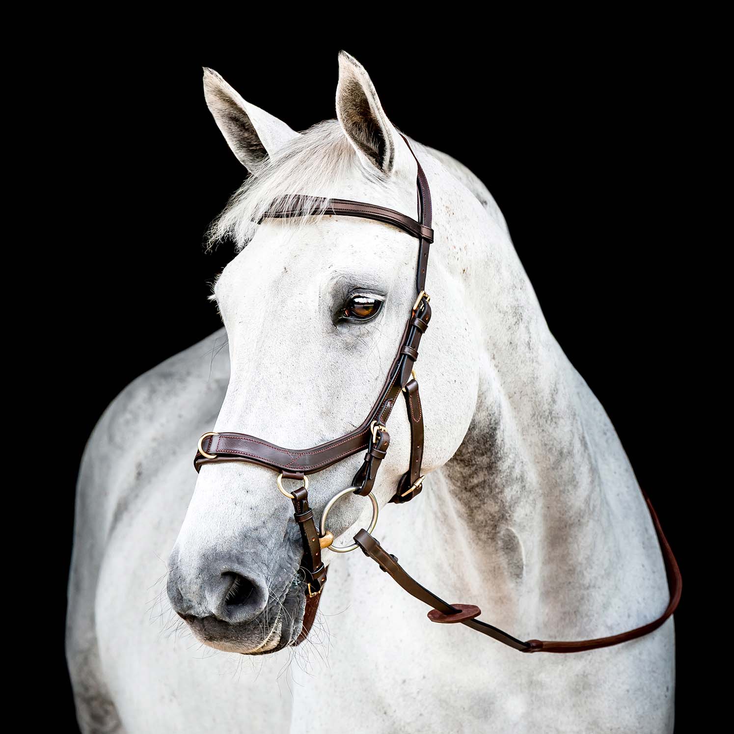 Micklem 2.0 Multi Bridle, Havana - Pet's Shop