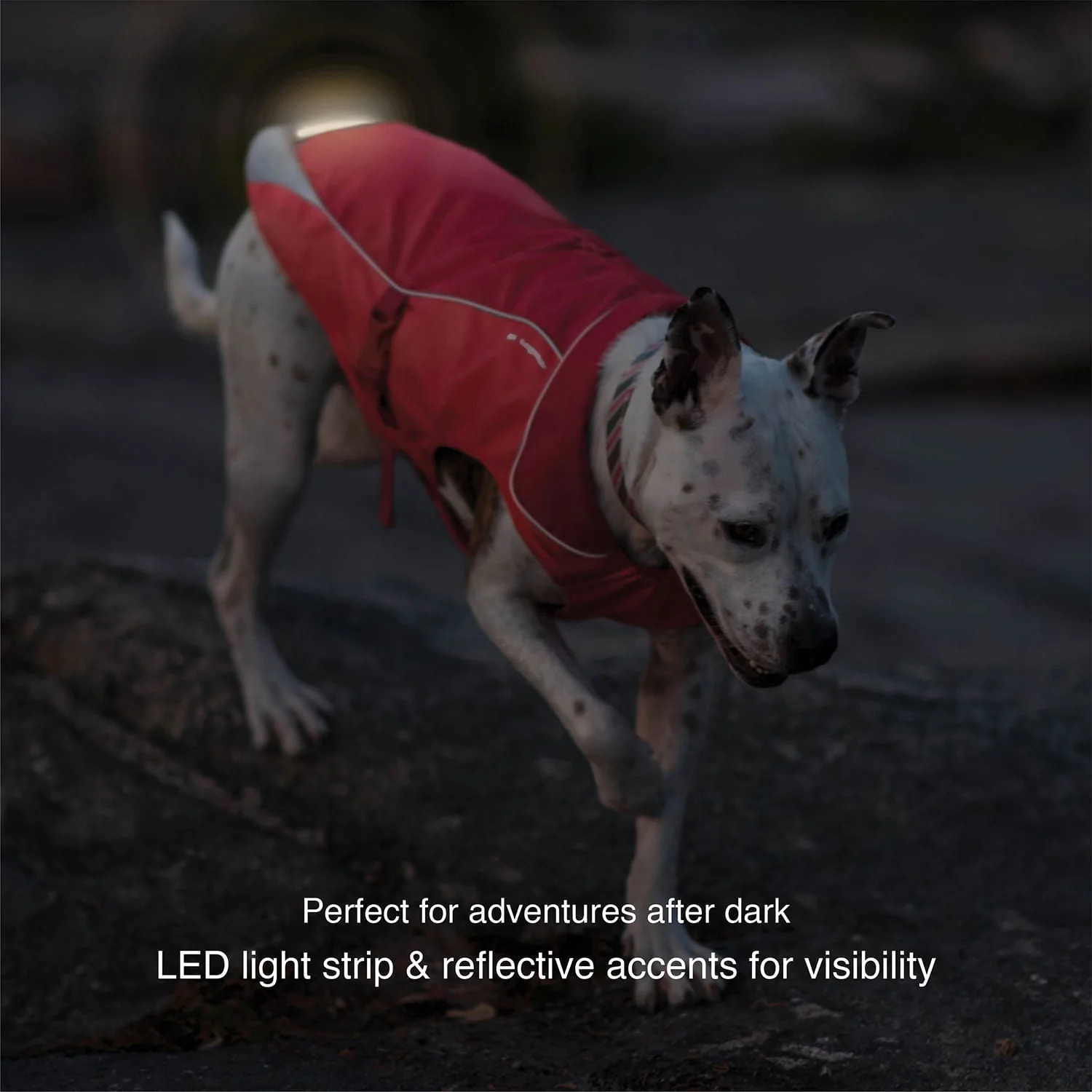 North Country Coat - Pet's Shop