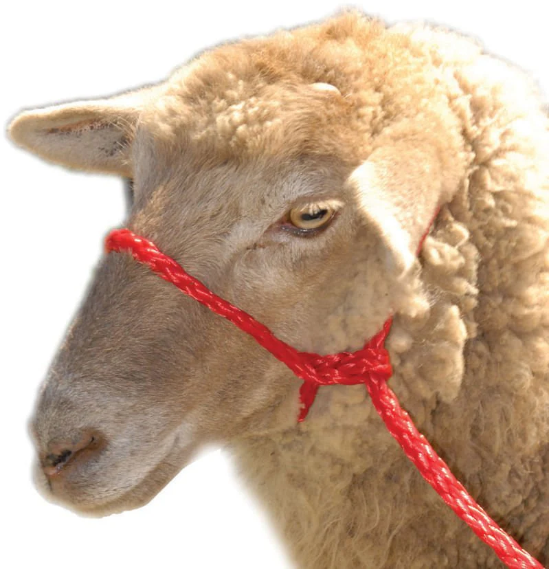 Troyer's Braided Poly Sheep Halter - Pet's Shop