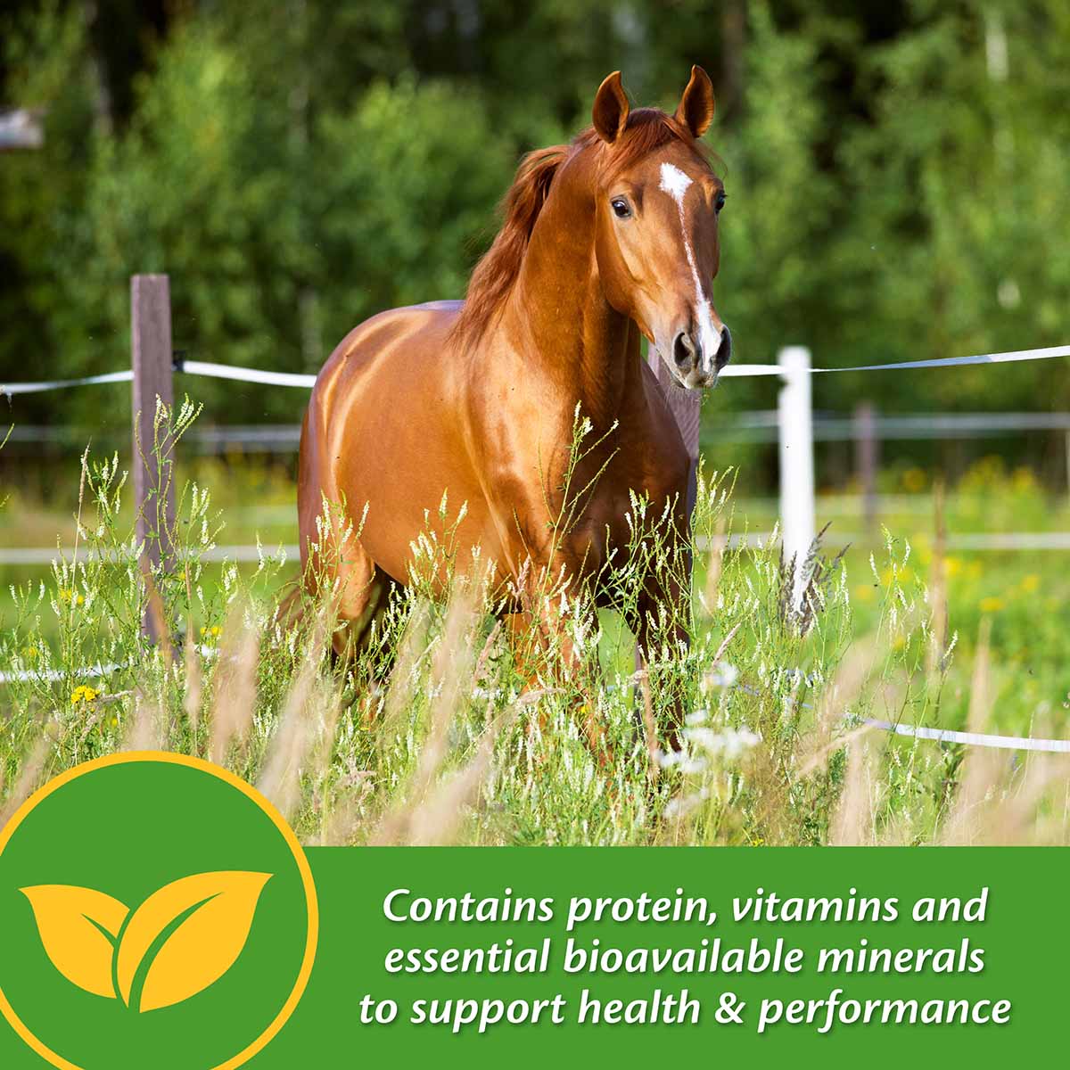 Vita Plus Balanced Vitamin & Mineral Supplement - Pet's Shop