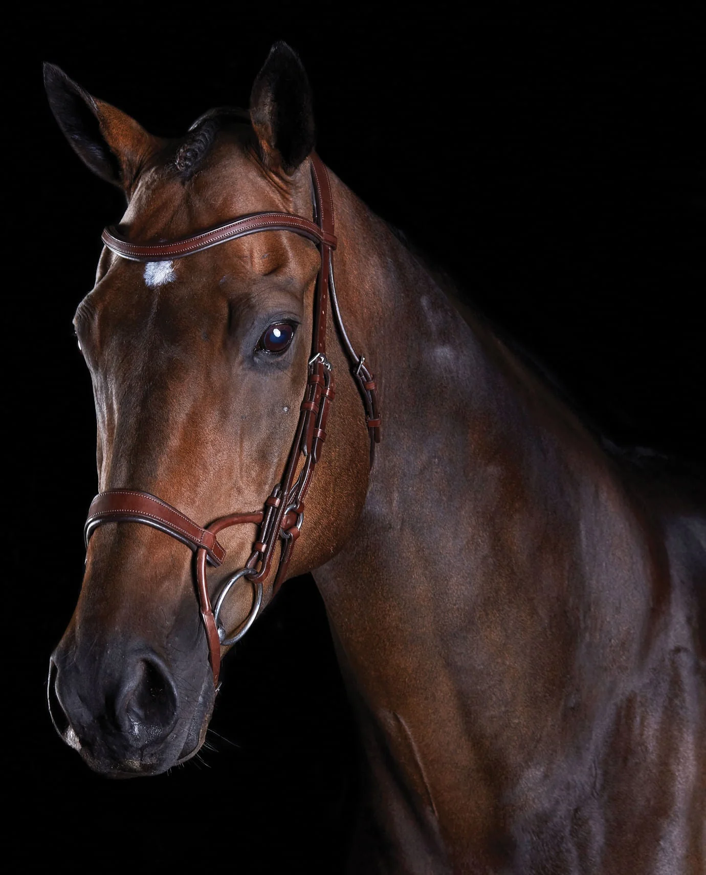 Collegiate ComFITec Training Bridle - Pet's Shop