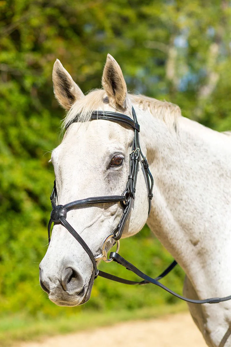 Shires Avignon Woodside Bridle - Pet's Shop