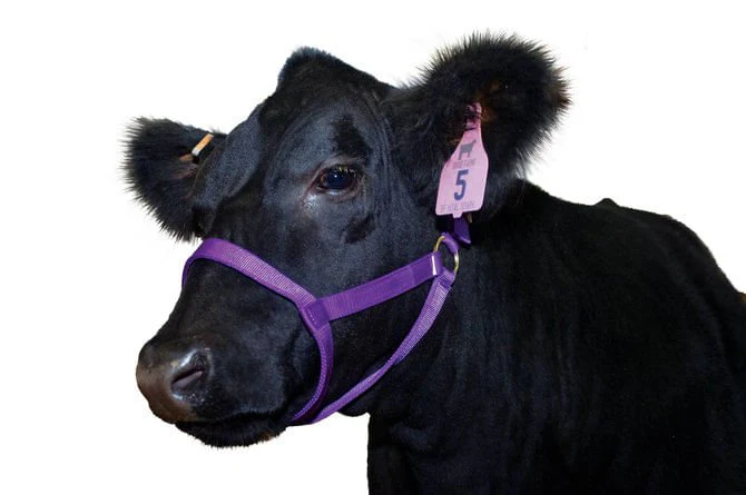 Nylon Cow Halter - Pet's Shop