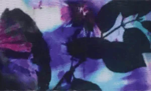 Inspire Adjustable Fashion Dog Collar - Pet's Shop