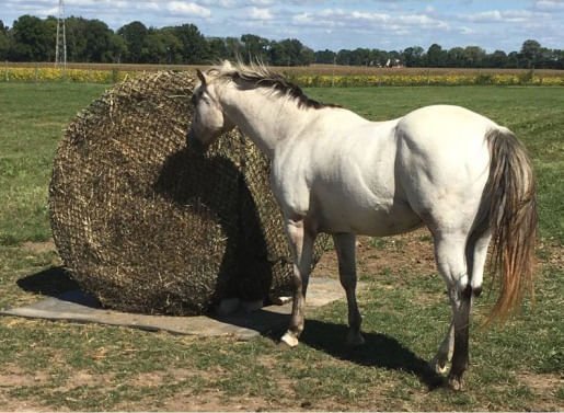 Tough 1 Round Bale Slow Feed 2x2 Hay Net for Horses - Pet's Shop