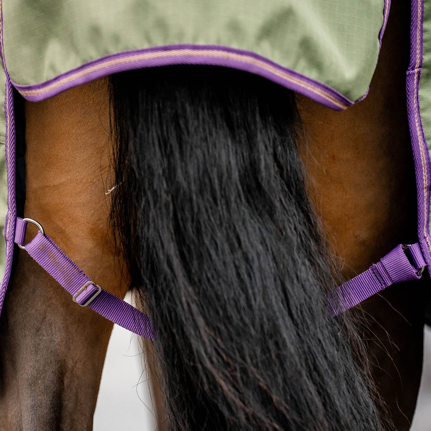 Amigo Hero Ripstop Plus, 100 Gram, Bramble/Winterberry - Pet's Shop