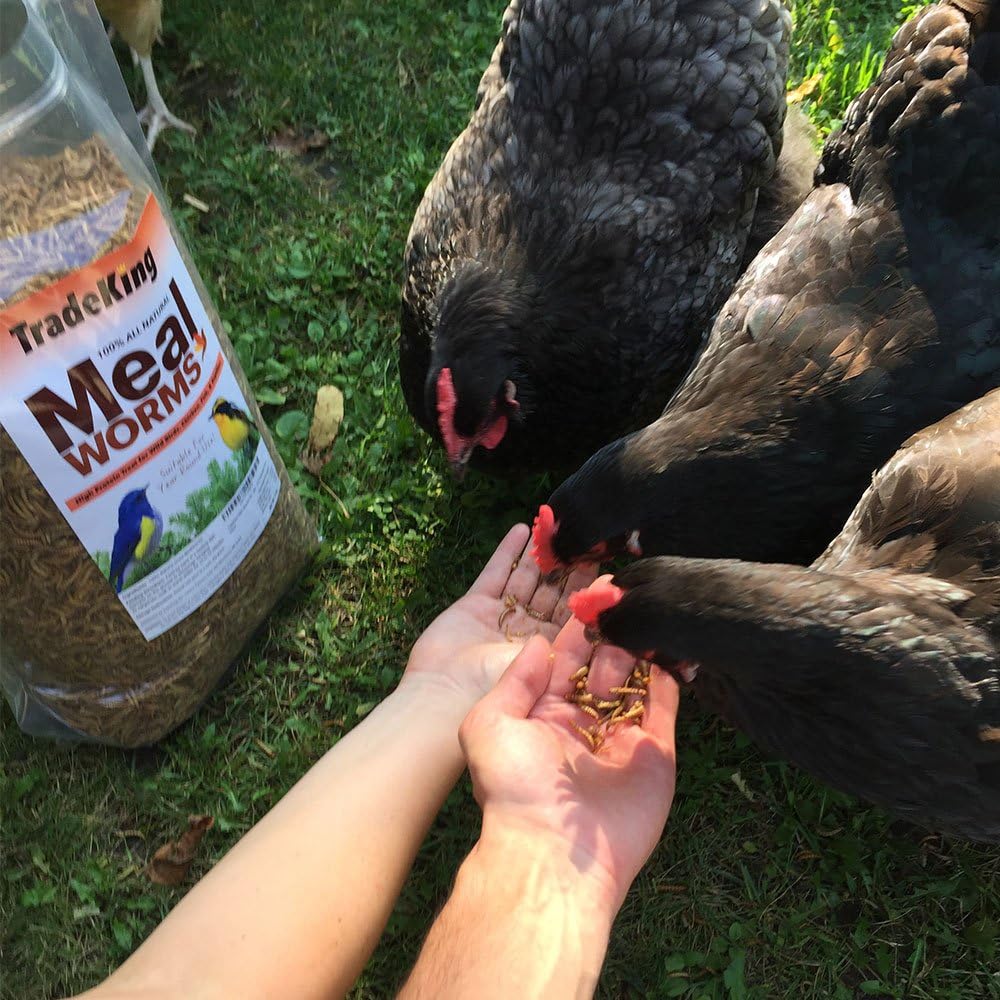 Dried Mealworms - Pet's Shop