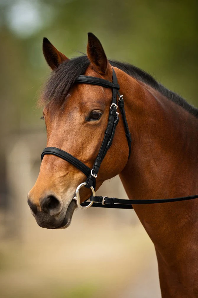 Nunn Finer Event Bridle - Pet's Shop