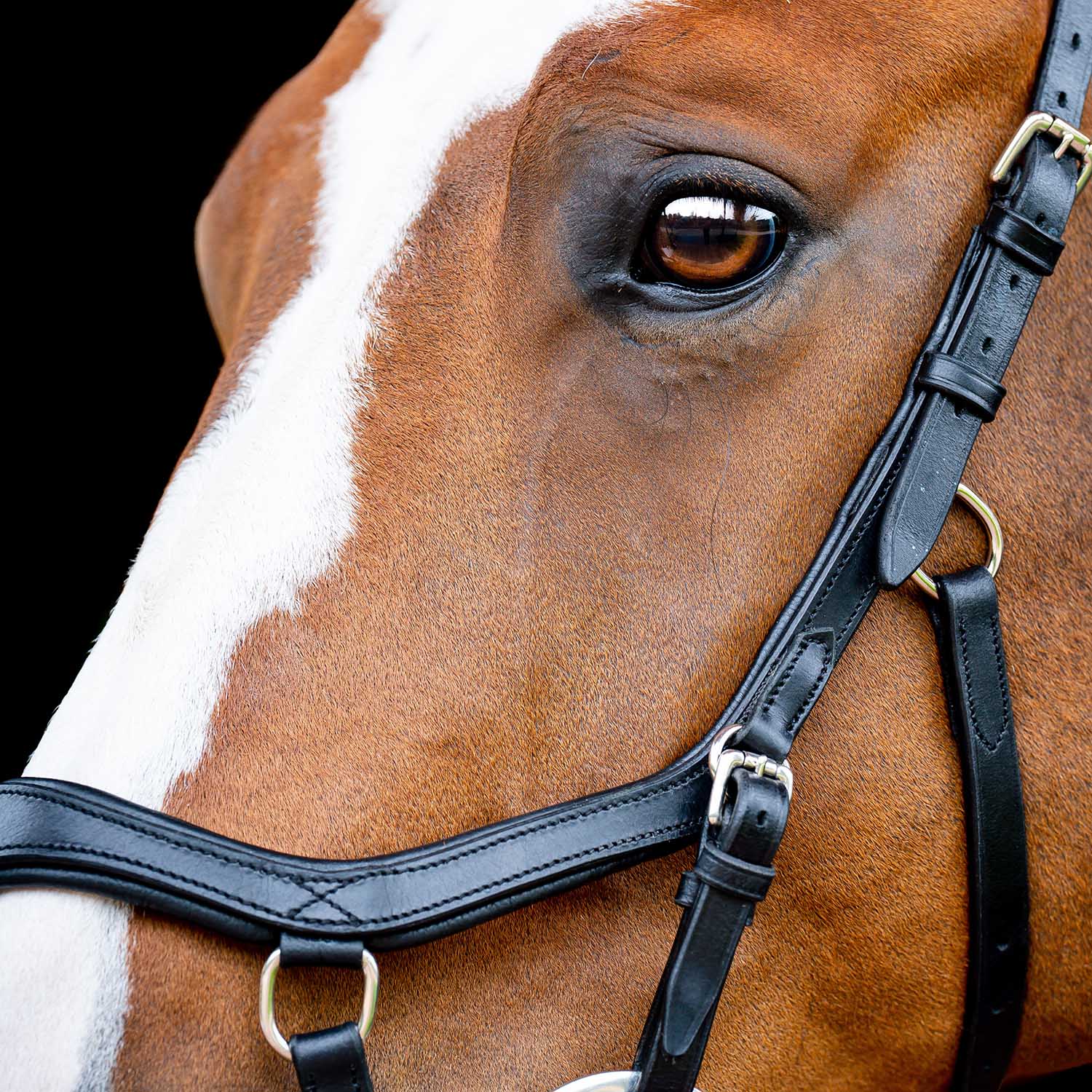 Micklem 2.0 Competition Bridle, Black - Pet's Shop