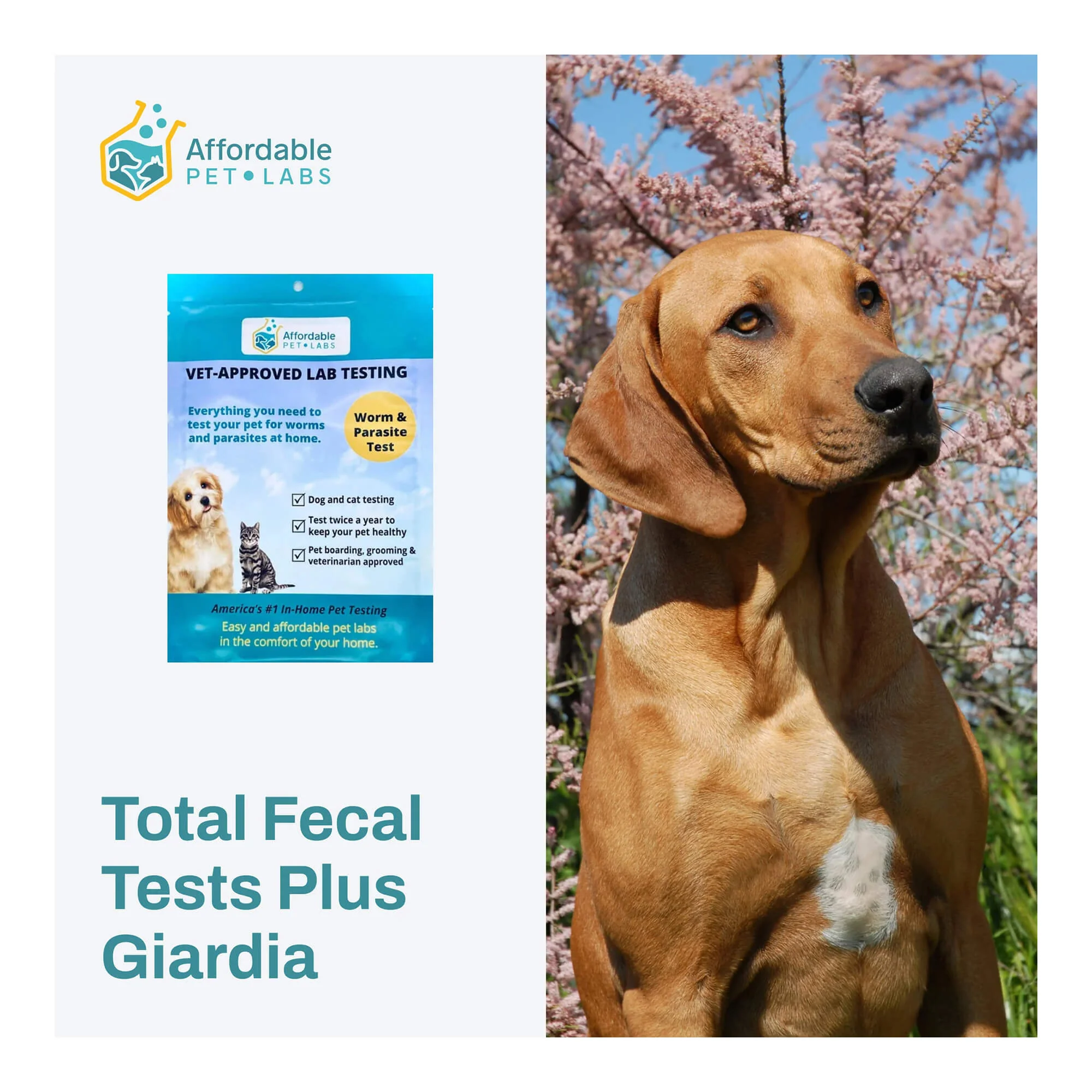 Affordable Pet Labs - Total Fecal Tests Plus Giardia For Dogs & Cats, Easy Home Kit - Pet's Shop