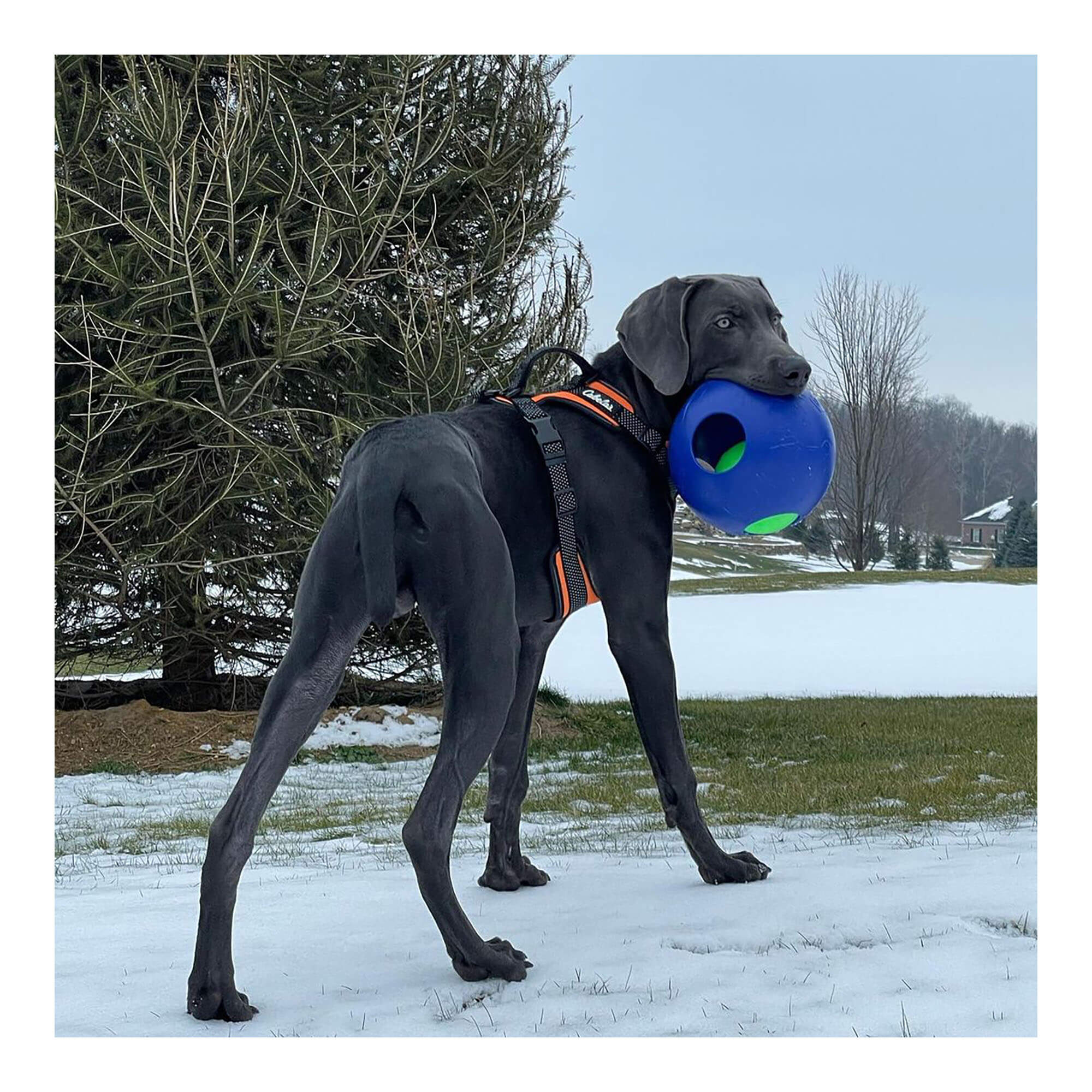 Jolly Teaser Ball - Pet's Shop