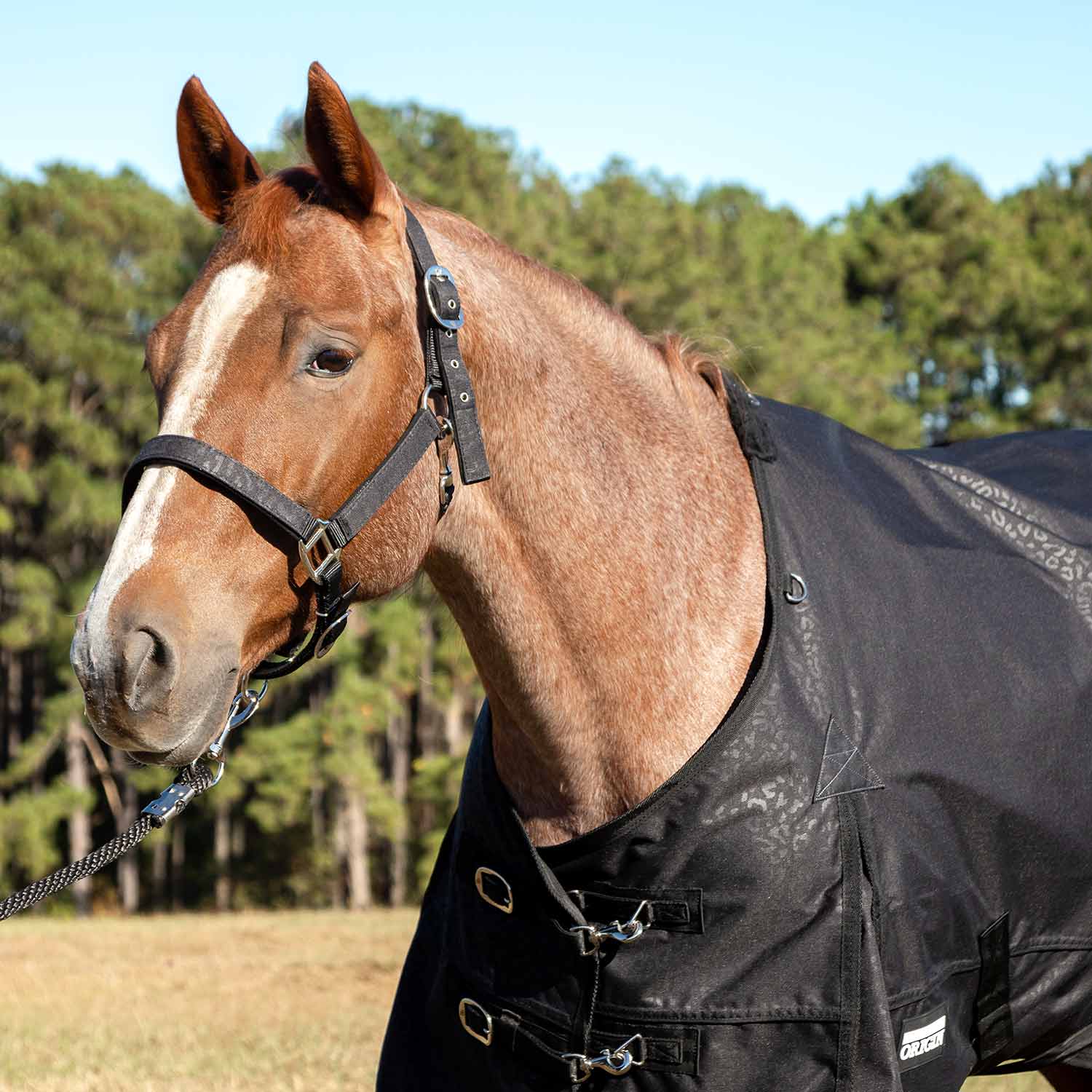 Poplar Head Origin 600 Denier Turnout Blanket, 240 Gram, Covert Cheetah - Pet's Shop