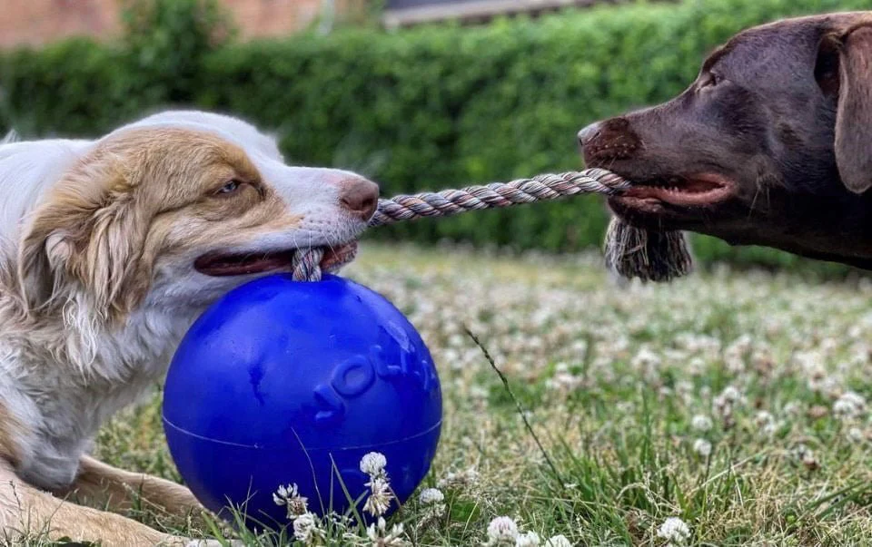 Romp-n-Roll Ball - Pet's Shop