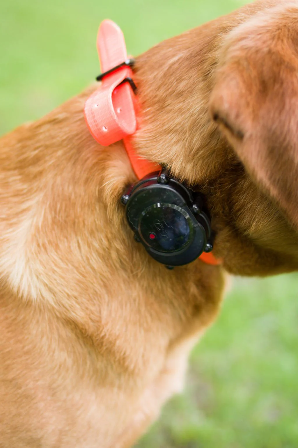 Mircro-iDT Plus Add-On Collar - Pet's Shop