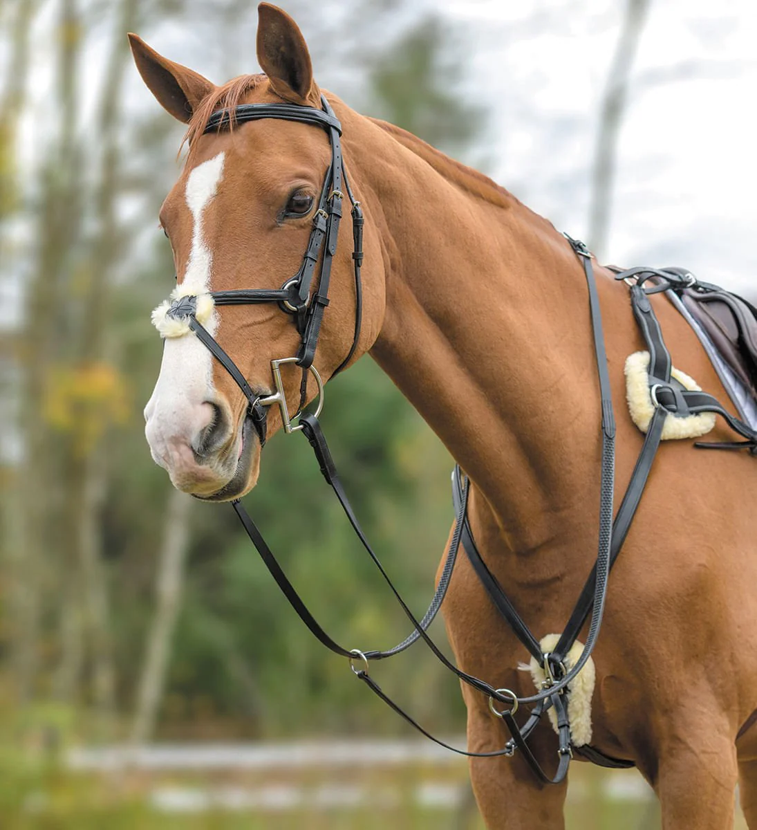 Shires Five Point Breastplate - Pet's Shop