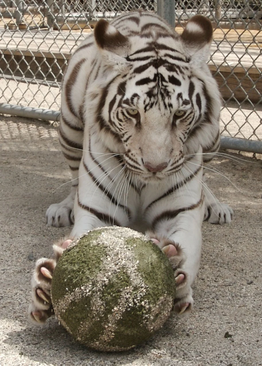 Clawbreakers - Pet's Shop