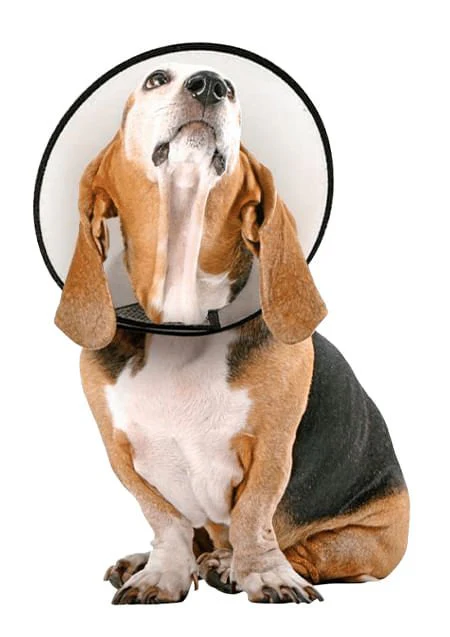 Vet Worthy Protective Cone Collar - Pet's Shop