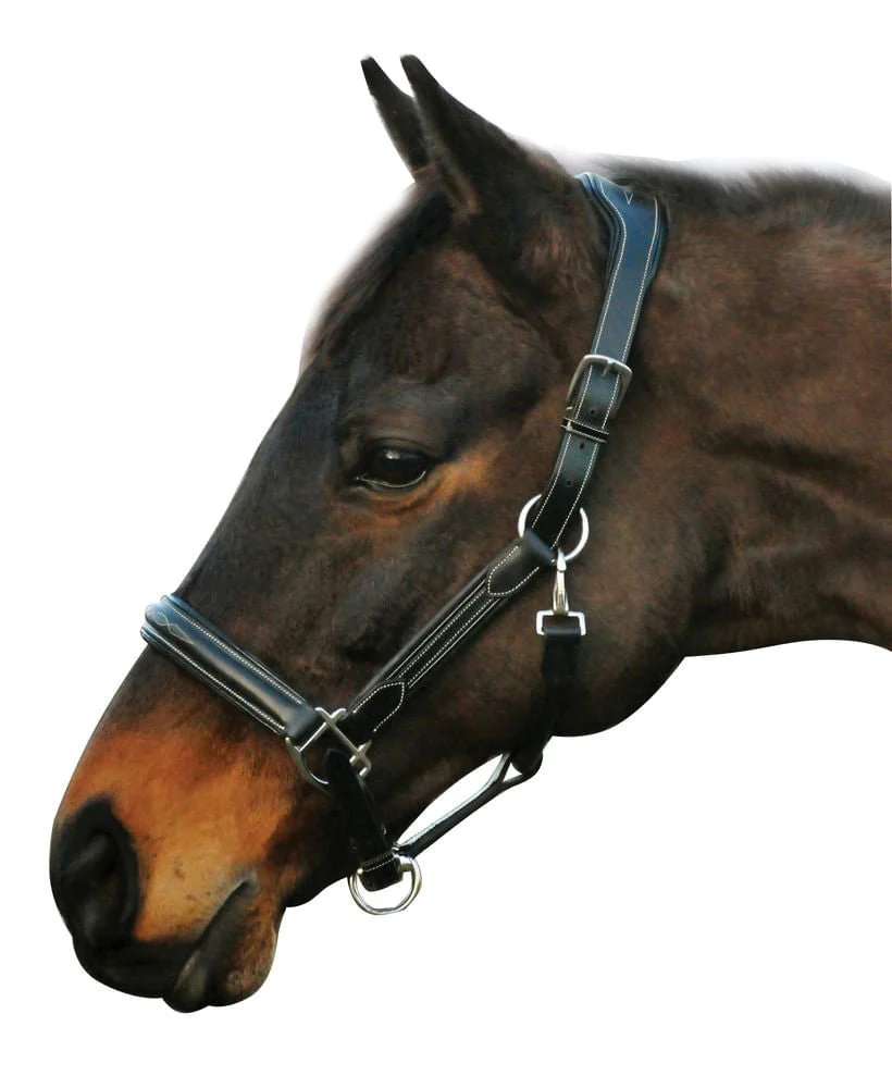 HDR Stress Free Fancy Stitch Leather Halter - Pet's Shop