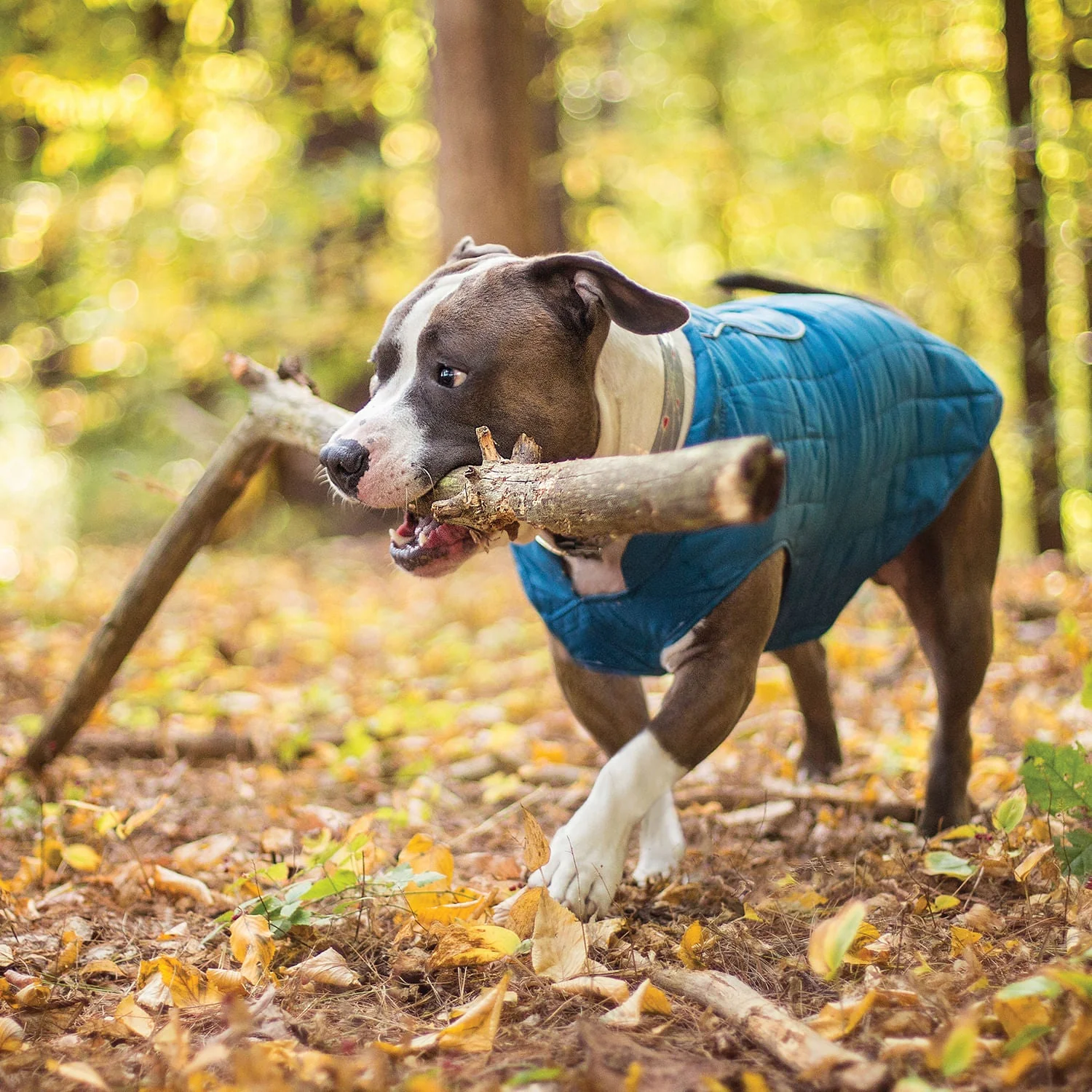 Kurgo Reversible Loft Jacket - Pet's Shop