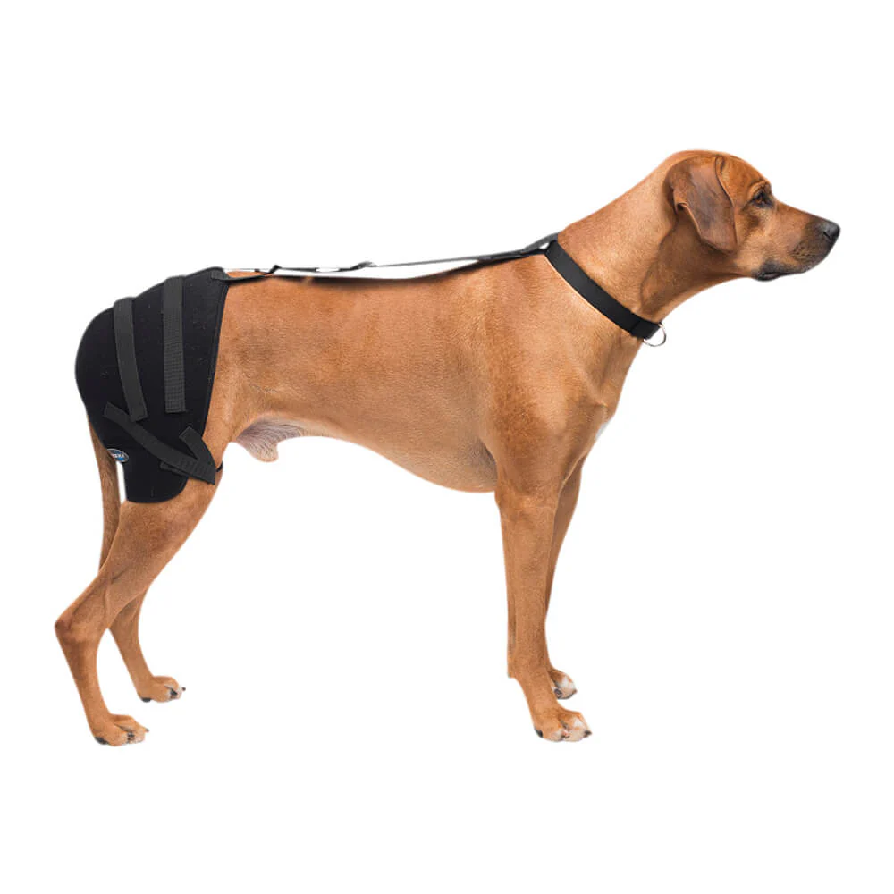 Caldera Pet Therapy Hip Wrap with Therapy Gel - Pet's Shop