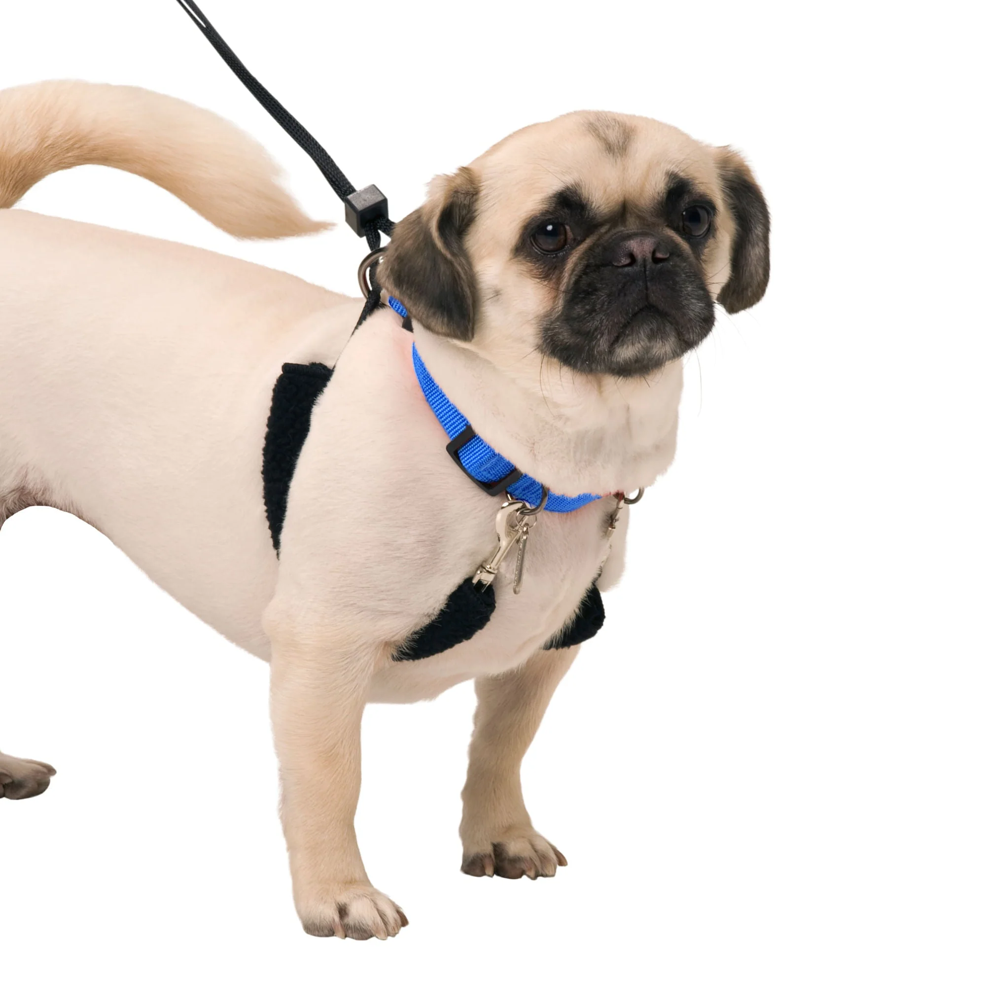 Original Sporn Training Halter, Blue - Pet's Shop