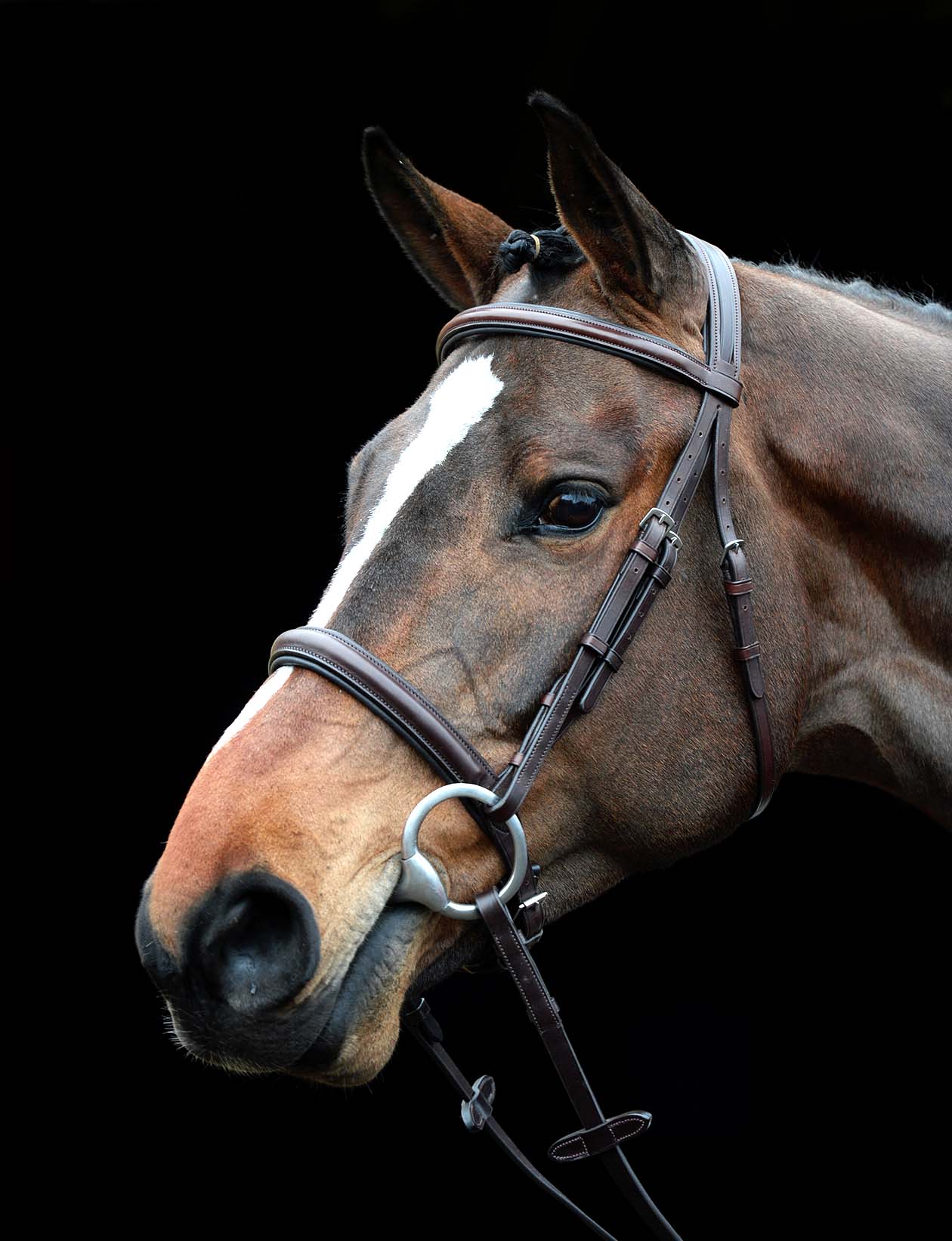 Collegiate Comfort Crown Padded Raised Cavesson Bridle - Pet's Shop