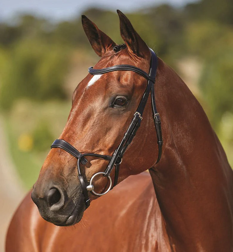 Collegiate ComFITec Training Bridle - Pet's Shop